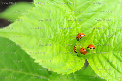 Tysiace biedronek pojawilo na plazy i okolicach Grand...