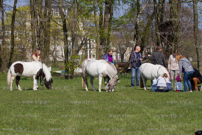 Szkola jazdy konnej Galoopka zorganizowala w Wielka...