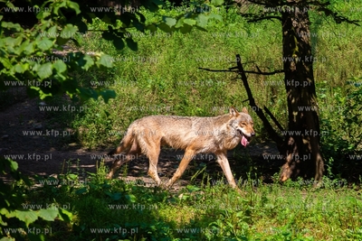 Gdańsk. Zoo w Oliwie. Upał w Zoo. Nz. Wilki 02.08.2018....