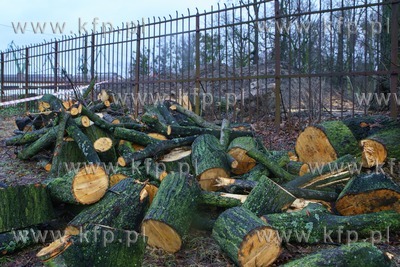 Gdańsk. Wycięto blisko stuletnie drzewa na terenie...