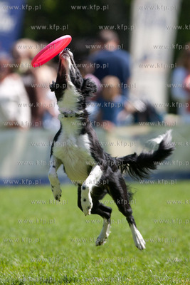 Sopot. Lazienki Polnocne. Trzecia kwalifikacja Dog...