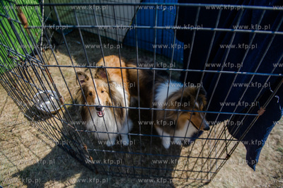 Sopot. Hipodrom. Miedzynarodowa Wystawa Psow Rasowych.
23.08.2015
fot....