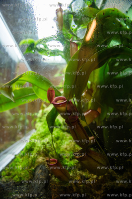 Uniwersytet Gdanski. Wydzial Biologii. Prezentacja...