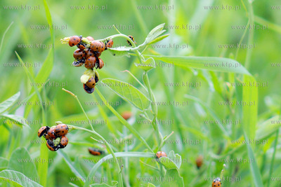 Tysiace biedronek pojawilo na plazy i okolicach Grand...