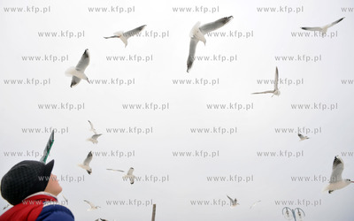Gdynia. Bulwar Nadmorski. Karmienie ptakow. 06.02.2010...