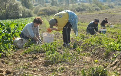 Wykopki ziemniakow na polu Bogdana Waldera we wsi Sulmin...