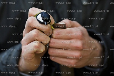 Oliwskie zoo. Obrączkowanie ptaków.
03.01.2016
fot....