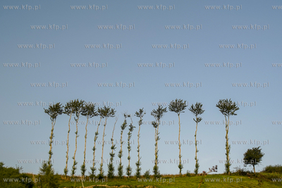 Palmy Swarzewskie. 12.09.2020 fot. Paweł Marcinko...