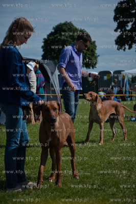 Sopot. Hipodrom. XX Miedzynarodowa Wystawa Psow Rasowych.
12.08.2012
fot....