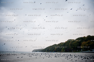 Gdynia. Jesienna, deszczowa pogoda na plazy miejskiej...