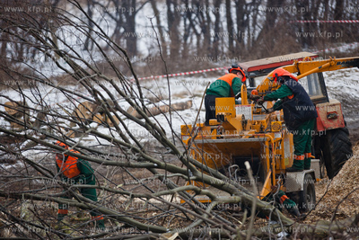 Gdansk. Oliwa. Wycinka drzew pod budowe Pomorskiej...