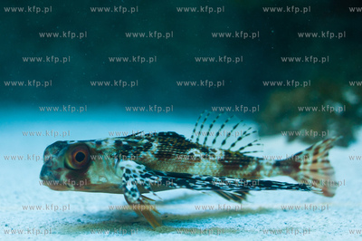 Akwarium Gdynskie Morskiego Instytutu Rybackiego -...