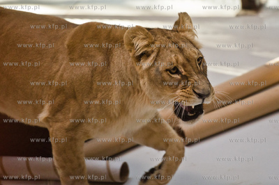 Gdansk. Oliwskie Zoo. Przyjazd czterech lwow, trzech...