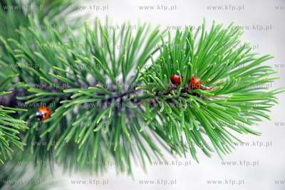 Tysiace biedronek pojawilo na plazy i okolicach Grand...