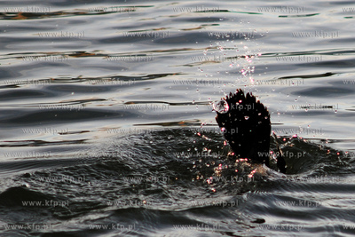 Kormoran Czarny - gatunek duzego ptaka wodnego z rodziny...