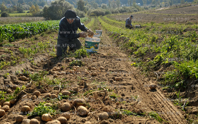 Wykopki ziemniakow na polu Bogdana Waldera we wsi Sulmin...