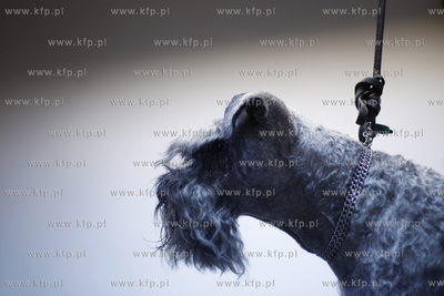 Gdansk Zaspa. Zaklad strzyzenia psow. Nz strzyzenie...