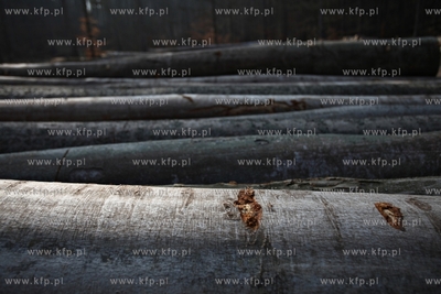 Gigantyczny wyrąb drzew w Trójmiejskim Parku Krajoobrazowym.
25.03.2015
fot....