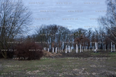Park w Kolibkach. Ponad 100 drzewek przesadzonych z...