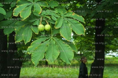 Kasztany w Parku Steffensów w Gdańsku. 20.08.2021...