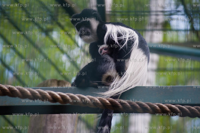 Gdansk. Oliwskie zoo.
Nz Gereza Abisynska
14.05.2013
fot....