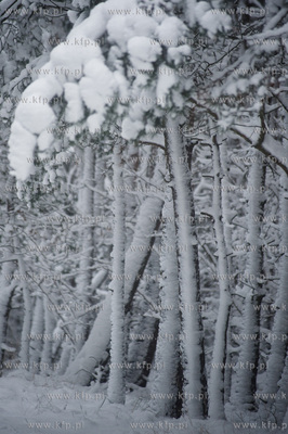 Ggansk. Gorki Zachodnie. Osniezony zimowy krajobraz...