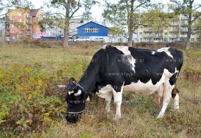 Miejskie pastwisko. Krowy pasace sie w Gdansku Kokoszkach...