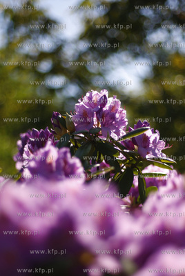 Klonowo Gorne na Kaszubach. Kwiaty rododendronu.
31.05.2009
fot....