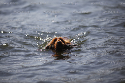 Psie sposoby na upaly.
31.05.2011
fot. Krzysztof...