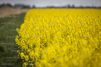 Żuławy. Wieś Cyganek. Pole rzepaku. 08.05.2019 fot....