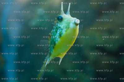 Akwarium Gdynskie Morskiego Instytutu Rybackiego -...