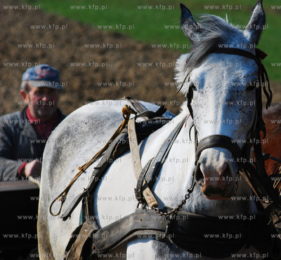 Wiczlino k/Gdyni. Edmund Meieronke obsiewa pole siewnikiem...