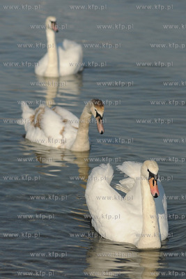 Wiosenna toaleta labedzi w popoludniowym sloncu na...