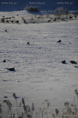 Gdansk Zakoniczyn. Zimowy krajobraz pelen sniegu. Mewy...