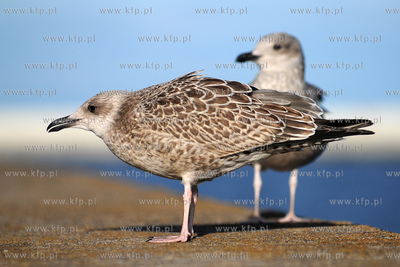 Mewa srebrzysta - gatunek duzego ptaka wodnego z rodziny...