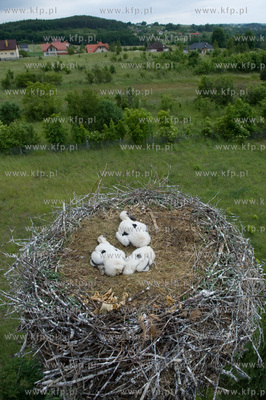Jak co roku pracownicy Grupy ENERGA wraz z ornitologami...