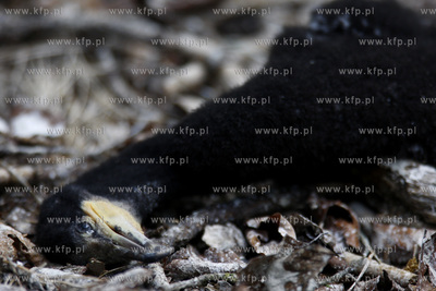 Rezerwat ornitologiczny w Katach Rybackich. Nz martwy...