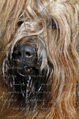 Sopot. Borodziej. Zawody dogtrekkingu - inauguracja...