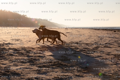Plaża w Krynicy Morskiej. 16.02.2019 / Fot. Anna Rezulak...