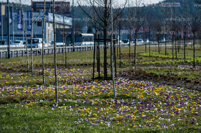 Gdynia. Chylonia. Kolorowe krokusy, ktore zakwitly...