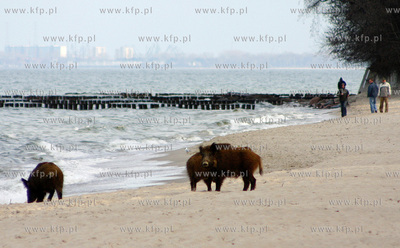 Dziki spacerujace beztrosko na Bulwarze Nadmorskim...