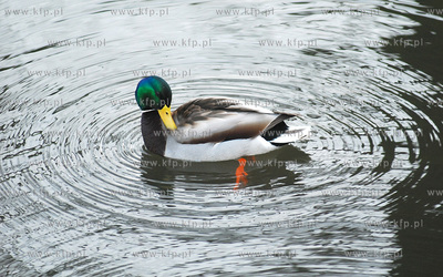 Kaczki dwie.
27.03.2007
fot. Andrzej J. Gojke / KFP