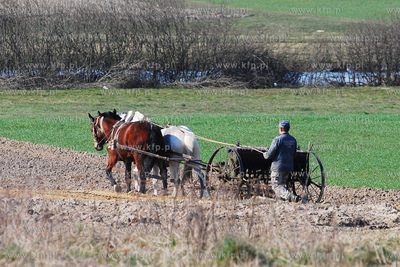 Wiczlino k/Gdyni. Edmund Meieronke obsiewa pole siewnikiem...