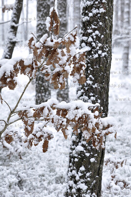 Zima w Koszalinie 29.11.2010. fot. Jaroslaw Ryfun /...