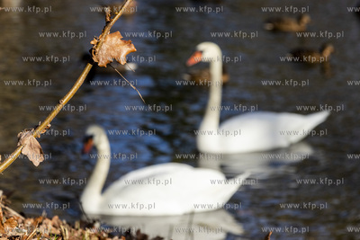Park w Wojanowie w gminie wiejskiej Pruszcz Gdański....