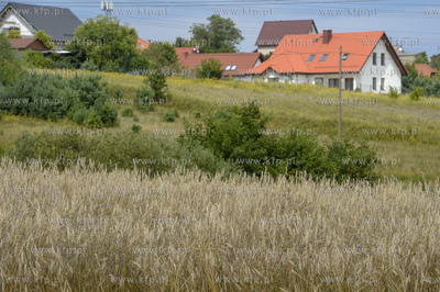 Gdańsk Kokoszki.Pole uprawne ze zbożem. Okolice ul....