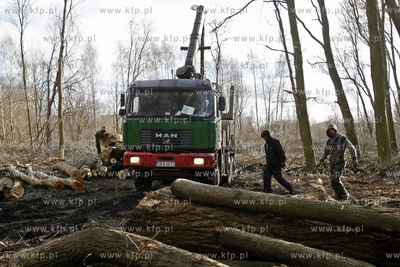 Wycinka drzew na terenie bylego Wojskowego Osrodka...