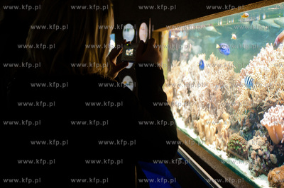 Akwarium Gdynskie Morskiego Instytutu Rybackiego -...