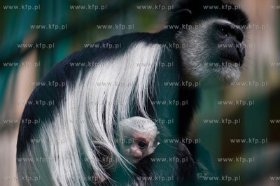 Gdansk. Oliwskie zoo.
Nz Gereza Abisynska
14.05.2013
fot....