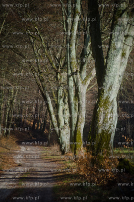 Gdansk. Oliwa, Trojmiejski Park Krajobrazowy. Sciezka...